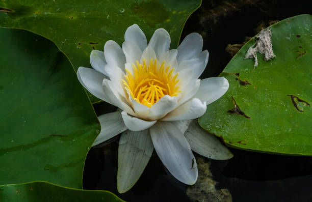 istock White Waterlily, Nymphaeaceae family 914093494