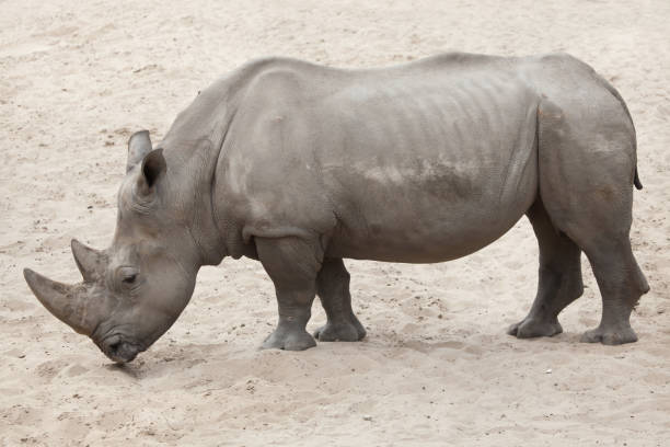 istock Southern white rhinoceros (Ceratotherium simum simum). 914093588