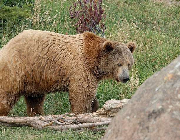 istock Grizzly Bear in Montana 91409362