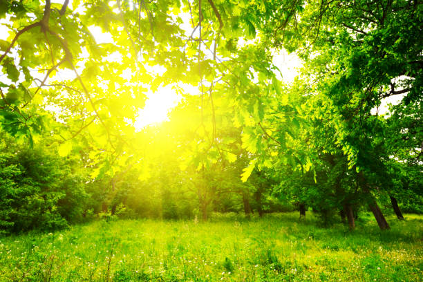 beautiful summer green forest glade in a sunlight