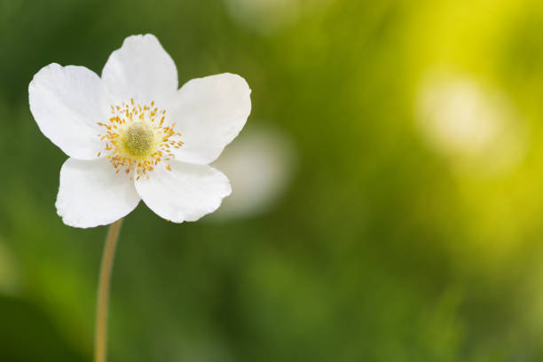 A lone white anemone flower on a blurred green background. Selective focus.
