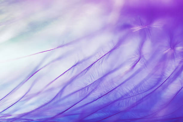 istock Violet natural background made of bird feather. 914094274