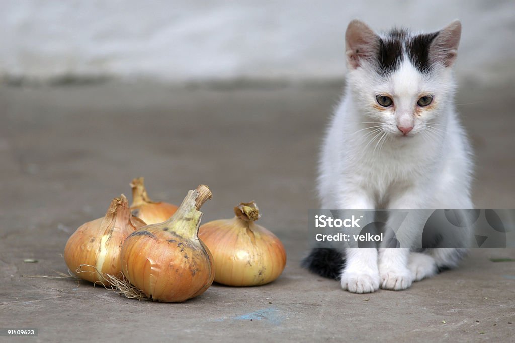 Little cat  Domestic Cat Stock Photo