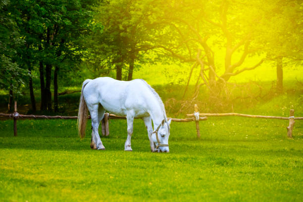 istock beautiful white horse graze on a green rural pasture 914096704