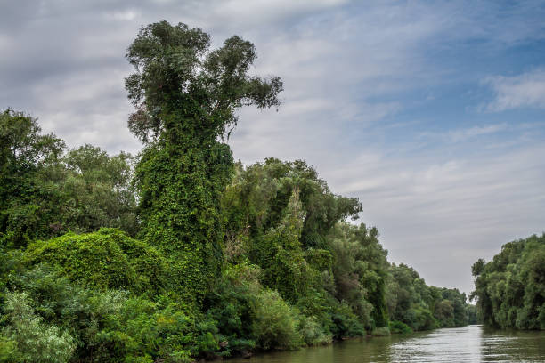 istock Monster looking trees, creepers, Danube Delta, Romania, HDR 914097064