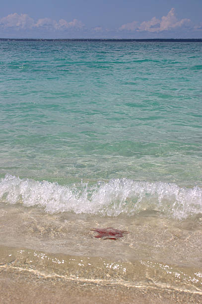 Starfish in surf stock photo