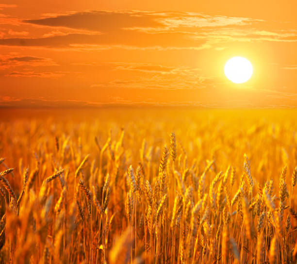 istock summer wheat field at the dramatic red sunset 914097500
