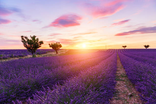 istock Lavender field summer  near Valensole 914097538