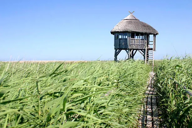 Single path to the birdwatching house in Pape Latvia