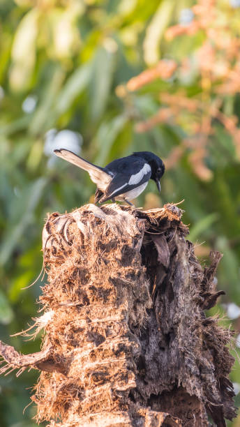 istock Bird (Oriental magpie-robin) in a nature wild 914099720