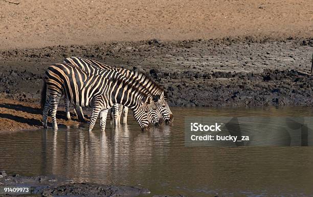 Drei Zebra Trinken In Ein Wasserloch Stockfoto und mehr Bilder von Afrika - Afrika, Antilope, Farbbild