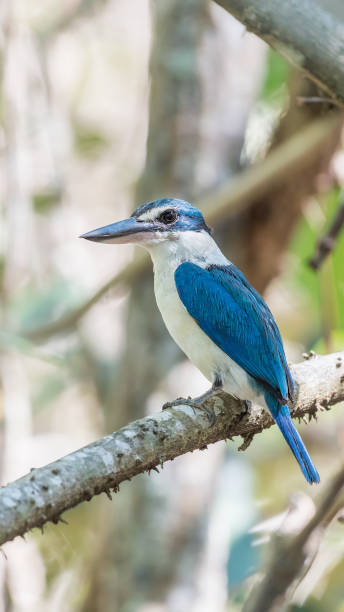 istock Bird (White-collared kingfisher) in a nature wild 914099774
