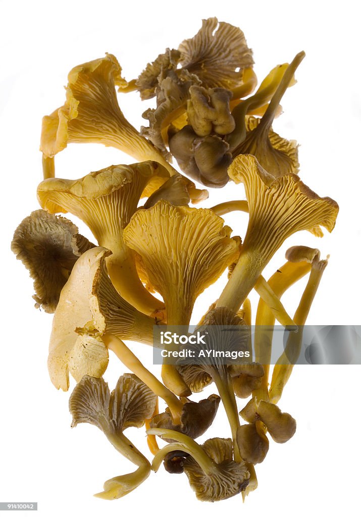 살구버섯 (Cantharellus tubaeformis - 로열티 프리 깔때기 모양 살구버섯 스톡 사진