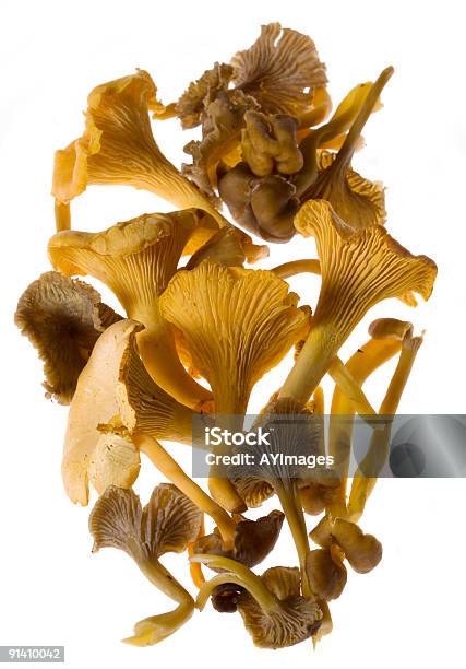 살구버섯 Cantharellus Tubaeformis 깔때기 모양 살구버섯에 대한 스톡 사진 및 기타 이미지 - 깔때기 모양 살구버섯, 0명, 가을