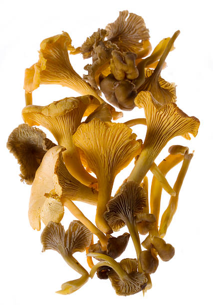 Chanterelle (Cantharellus tubaeformis) Assorted edible fungi of Sweden on white background. cantharellus tubaeformis stock pictures, royalty-free photos & images