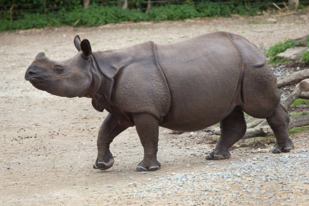 istock Indian rhinoceros (Rhinoceros unicornis). 914102804