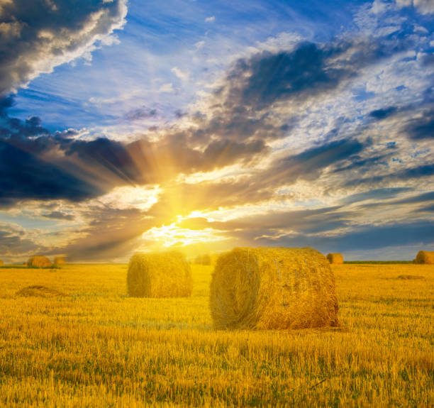 istock summer wheat field after a harvest at the sunset 914103538