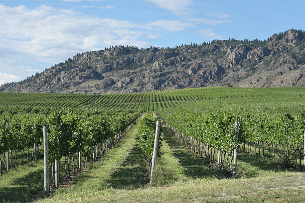 winnica - okanagan vineyard canada orchard zdjęcia i obrazy z banku zdjęć