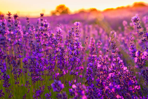 istock Sunset over a violet lavender field 914105160