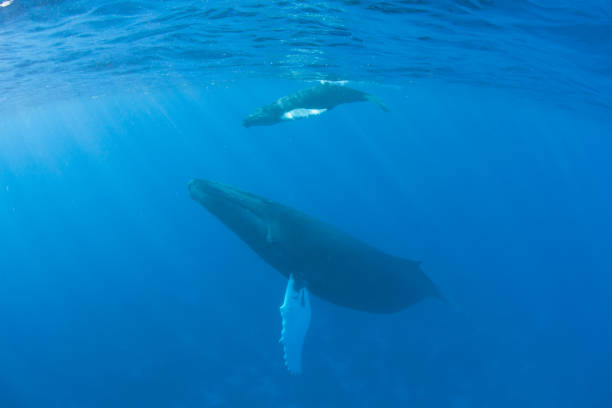istock Mother and Calf Humpback Whales 914107360
