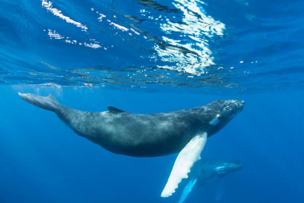 istock Humpback Whale in Tropical Water 914107392