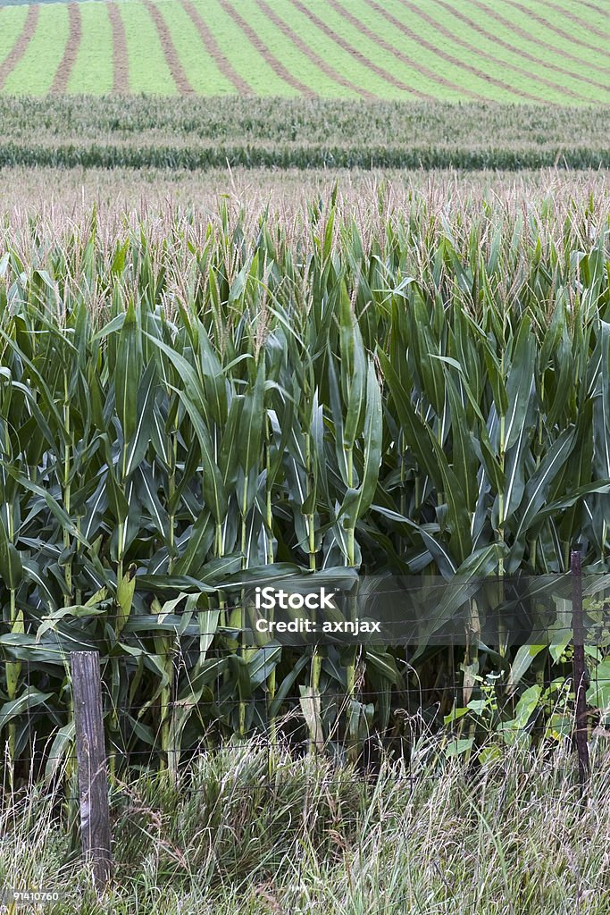 corn righe - Foto stock royalty-free di Agricoltura