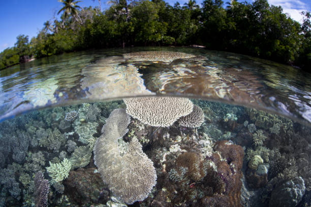 istock Corals and Mangrove in Solomon Islands 914108506