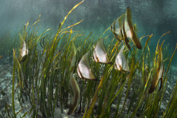 istock Batfish and Seagrass Meadow 914108586