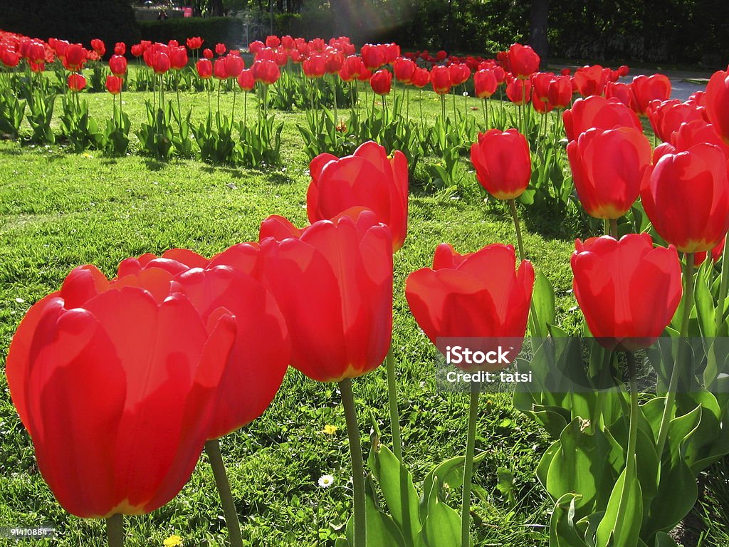 Garden tulips  Gordon Cooper Tulip Stock Photo
