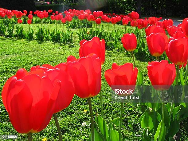 Garden Tulips Stock Photo - Download Image Now - Gordon Cooper Tulip, Spring Song Tulip, Vegetable Garden