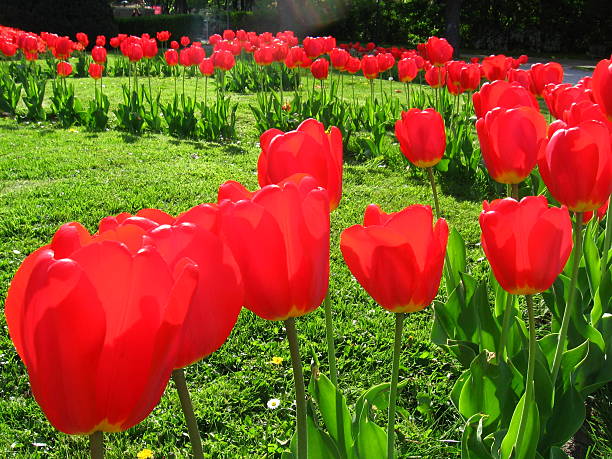 ogród tulipany - parade tulip zdjęcia i obrazy z banku zdjęć