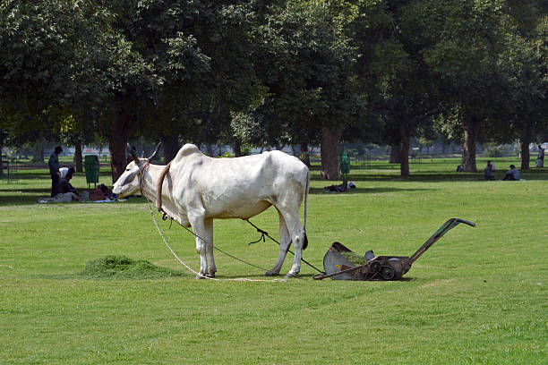 Eco-cortadora de la India - foto de stock