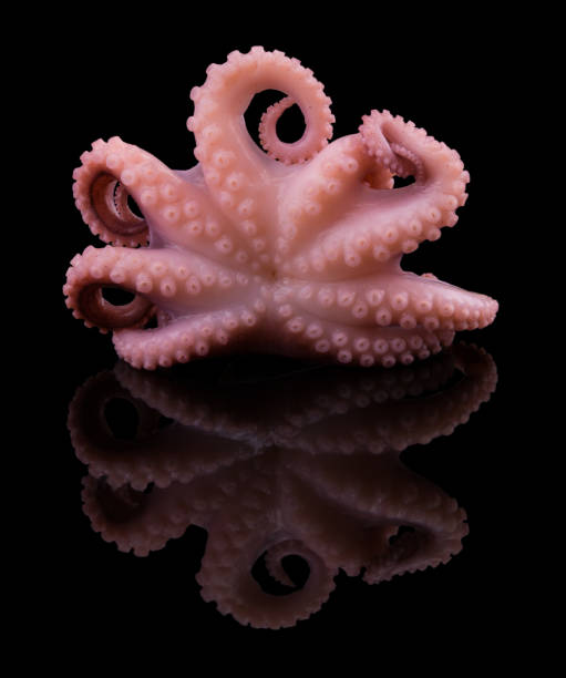 istock Small octopus isolated on black background. With clipping path 914110946