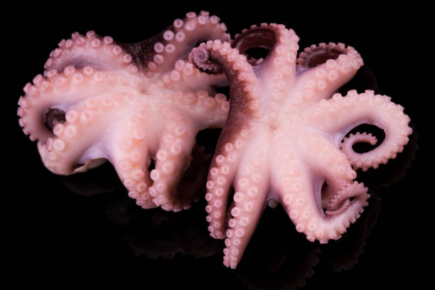 istock Small octopus isolated on black background. Close up 914111008