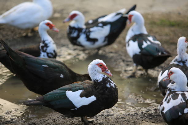 istock muscovy duck in okinawa 914111134