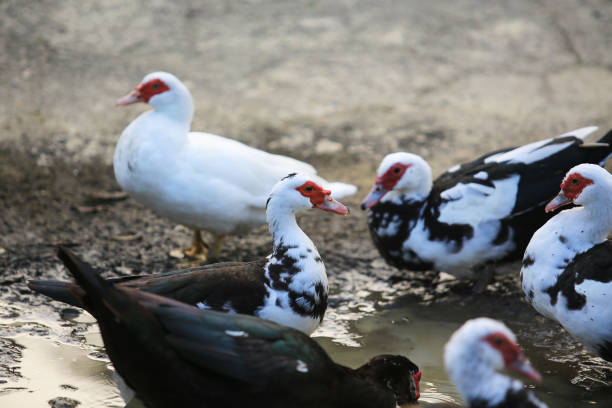 istock muscovy duck in okinawa 914111160