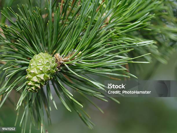 Green Stożek - zdjęcia stockowe i więcej obrazów Bez ludzi - Bez ludzi, Bliskie zbliżenie, Botanika