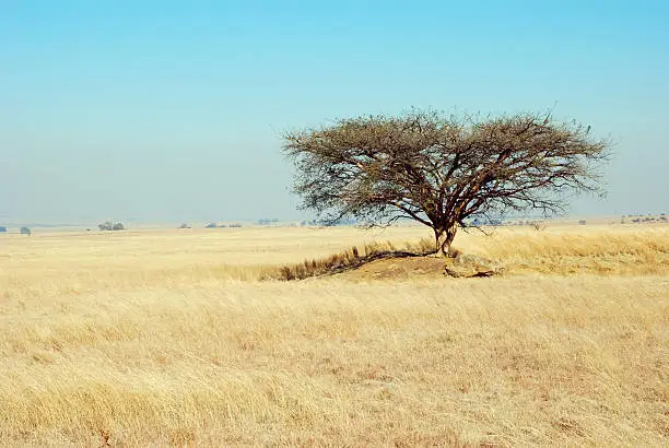 Photo of African Bushveld