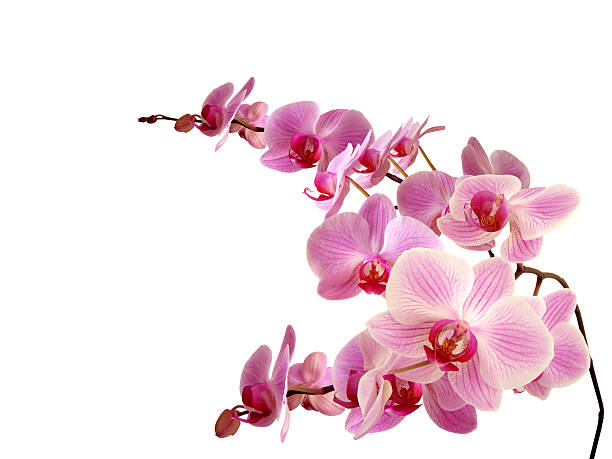 Pink orchids against white background Orchids. Also more PHOTOS ISOLATED ON WHITE BACKGROUND and orchid stock pictures, royalty-free photos & images