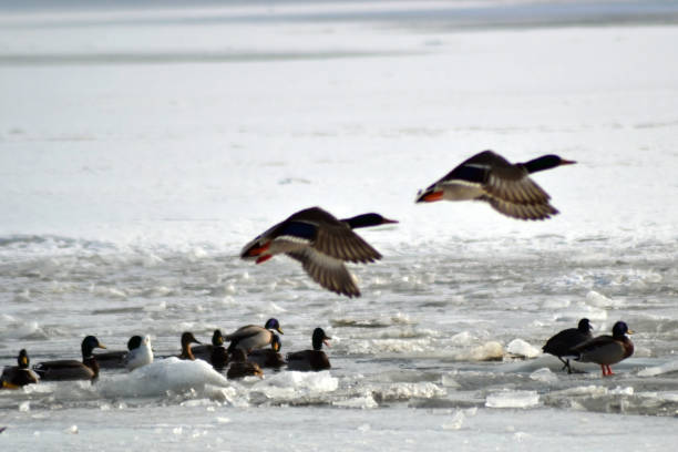 istock Bird colony in winter on Borcea arm 2 914114292