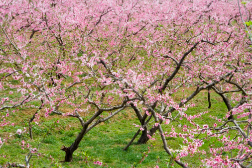 Fresh pink flowers of a blossoming apple tree with blured background. Blossoming an apple-tree. Pink flowers, Close-up.