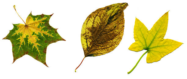 istock Collection autumnal leaves 91411481