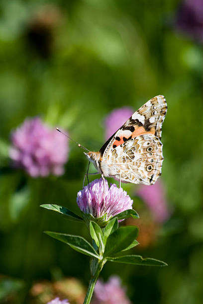 Butterfly 1 stock photo