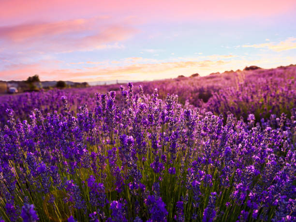 istock Lavender field in Tihany, Hungary 914117914