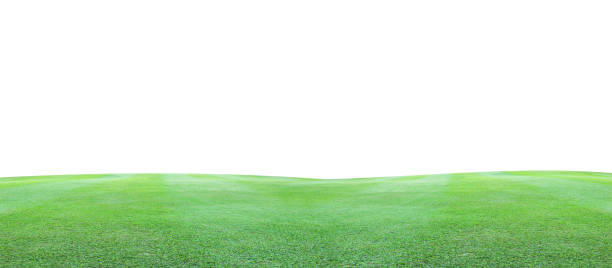 istock Green grass field on a white background. 914118116