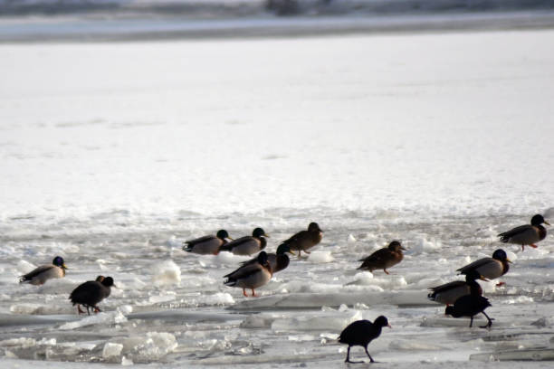 istock Borcea arm in winter season 914118386