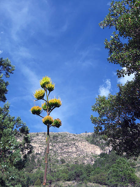 istock Century Plant in Bloom on Blue Skies 91411939