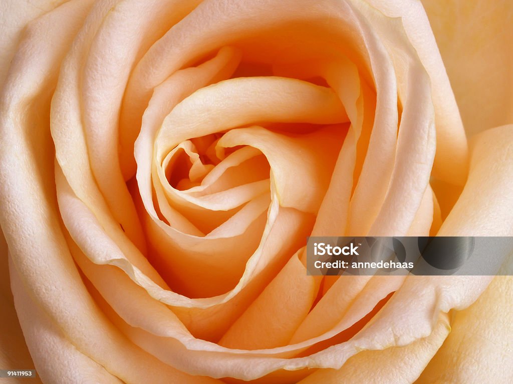 Corazón de la Rosas - Foto de stock de Melocotón libre de derechos