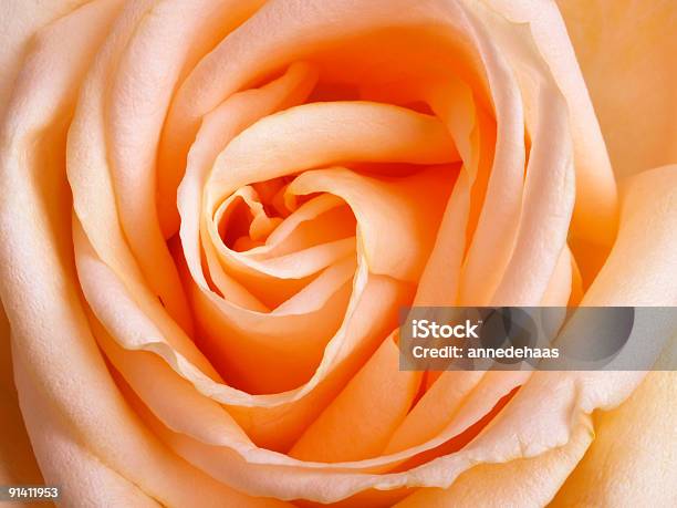 Corazón De La Rosas Foto de stock y más banco de imágenes de Melocotón - Melocotón, Rosa - Flor, Belleza de la naturaleza