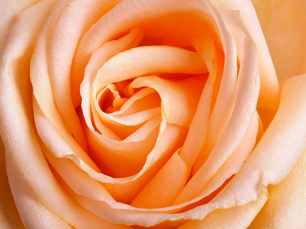 Flower Series : Orange rose for Valentine Day. Macro shot of orange flower with dark background. Valentine day and romantic concept. Charm of Rose. Flower of love.
